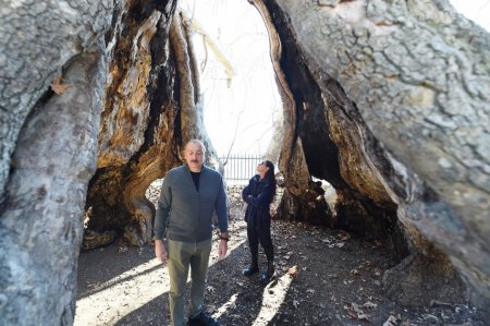 Dövlət başçısı və birinci xanım “Çinar müqəddəs yer”də - Fotolar